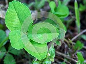 Four leaf clover on plant in lawn, lucky charm.