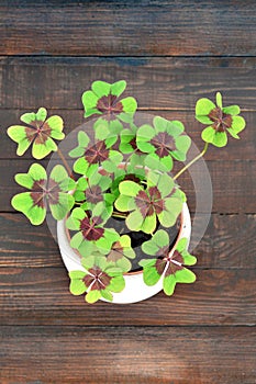 Four-leaf clover plant in the pot