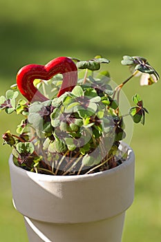 Four leaf clover and a red heart