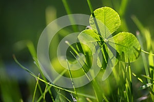 Four leaf clover or shamrock growing in the green grass, morning