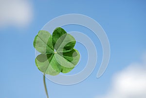 Four leaf clover and sky photo