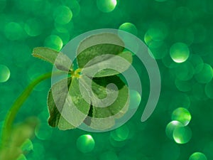 Four leaf clover on sparkling green background