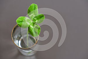 Four leaf clover in a vase, gray background
