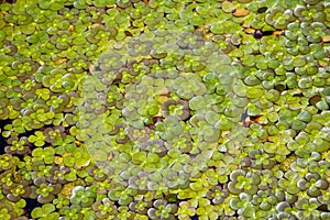 Four Leaf Clover Water Plant