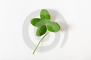A four leaf clover on white background. Good for luck or St. Patrick`s day. Shamrock, symbol of fortune, happiness and success.