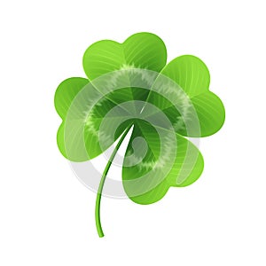 Four leaf clover on white. Vector illustration