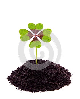 A four leaf lucky clover