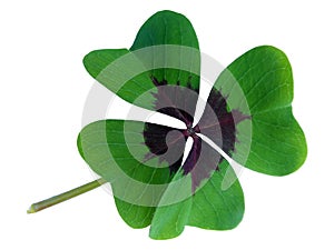 Four Leaf Ornamental Clover