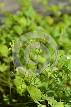 Four leaf pepperwort