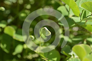 Four leaf pepperwort