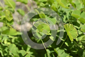 Four leaf pepperwort