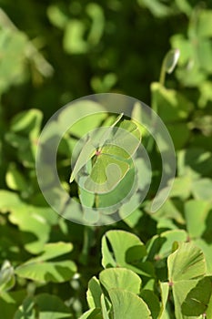 Four leaf pepperwort