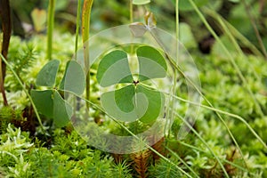 Four Leaf Water Clover