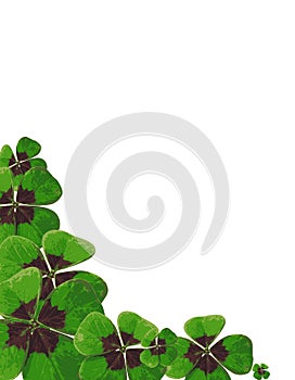 Four-leafed Clover 03