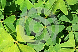 Four leafed clover photo