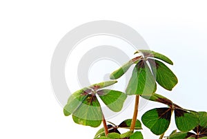 Four-leafed Clover 13