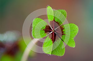 Four - Leaved Clover