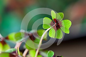 Four - Leaved Clover