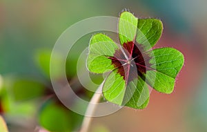 Four - Leaved Clover