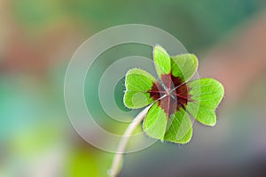 Four - Leaved Clover