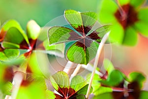 Four - Leaved Clover