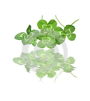 Four leaved clover