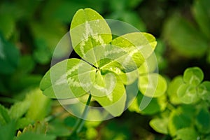 Four-leaved clover in hand. A plant with 4 leaves. A symbol of l