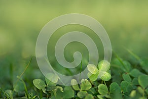 Four leaved fortune clover growing in sunlight on ground