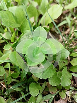 Four leaves clover close up between green grass blurred