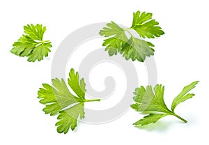 Four leaves of fresh parsley