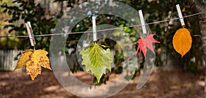 Four leaves hanging with clothes pins outside in the sunshine on a clothes line.