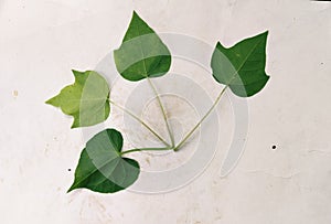 Four Leaves Patterns