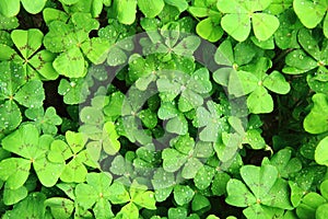 four leaves plants with water drops