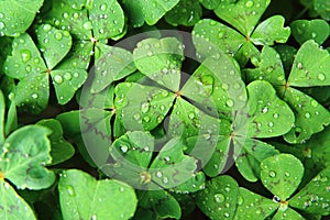 four leaves plants with water drops