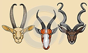 four legged animal head vector illustration