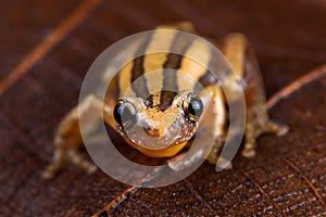 Four-lined banana frog Afrixalus quadrivittatus