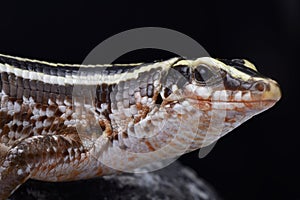 Four-lined girdled lizard, Zonosaurus quadrilineatus photo