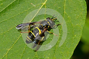 Four-lined Hornet Fly - Spilomyia sayi