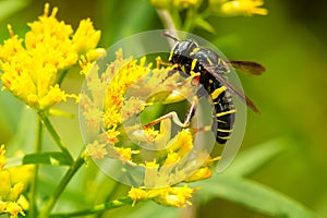 Four-lined Hornet Fly - Spilomyia sayi