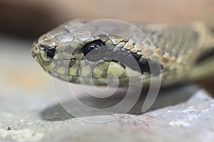 Four-lined snake