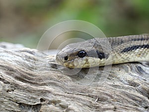 Four-lined snake, Elaphe quatuorlineata