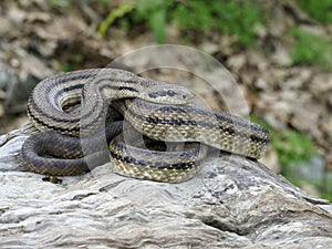 Four-lined snake, Elaphe quatuorlineata