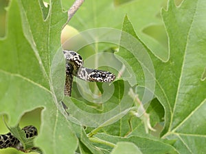 Four-lined snake, Elaphe quatuorlineata