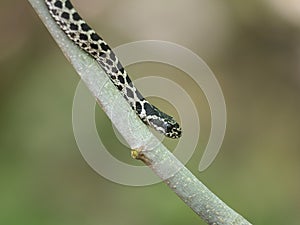 Four-lined snake, Elaphe quatuorlineata