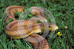 COULEUVRE A QUATRE RAIES elaphe quatuorlineata photo