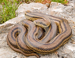 four lined snake, elaphe quatuorlineata
