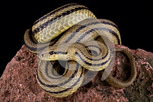 Four-lined snake Elaphe quatuorlineata