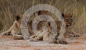 Four lion cubs