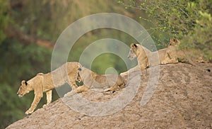 Four Lion cubs (Leo panthera) on termite mound