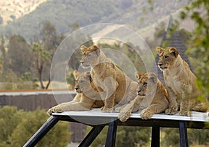 Four lion cubs waiting for dinner as their parents hunt.